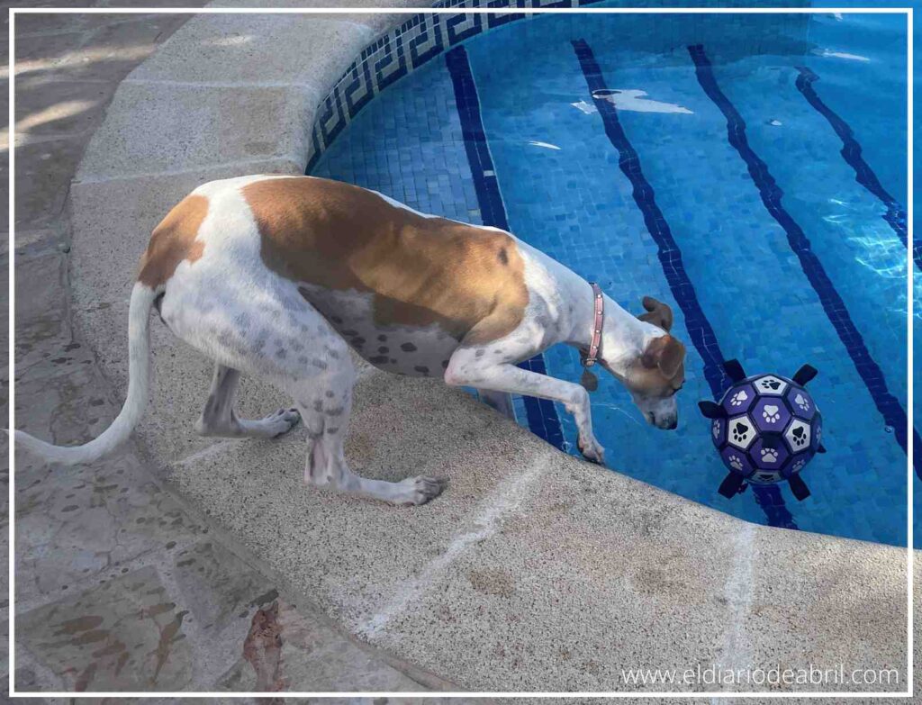 Perro Whippet asomándose desde el borde de la piscina para mirar una pelota morada que flota en el agua.
