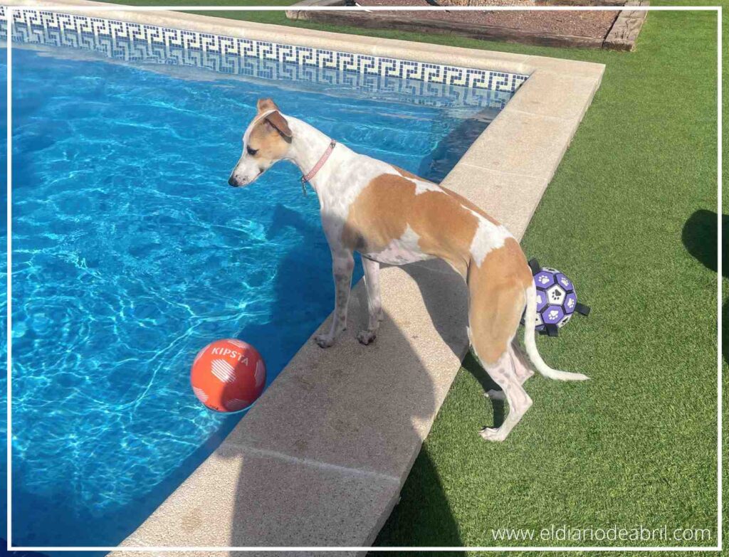 Perro Whippet sobre el borde de la piscina mirando una pelota naranja dentro del agua y otra morada en el césped.