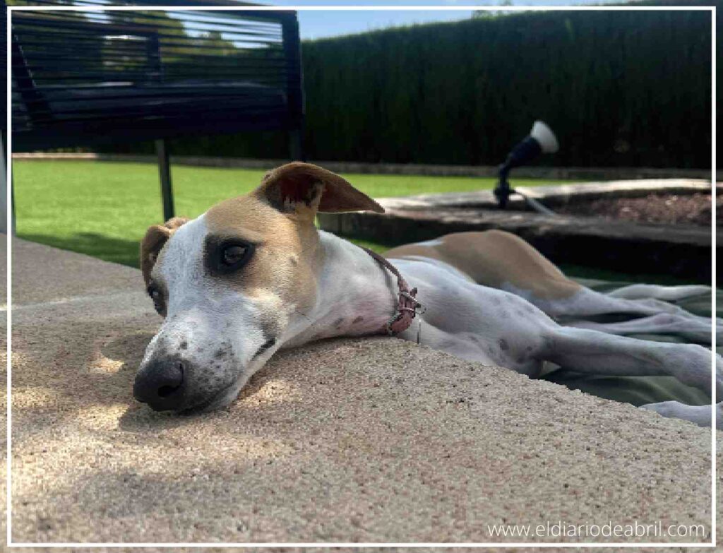 Primer plano de la perra Whippet Abril tumbada y descansando al sol junto al borde de la piscina.
