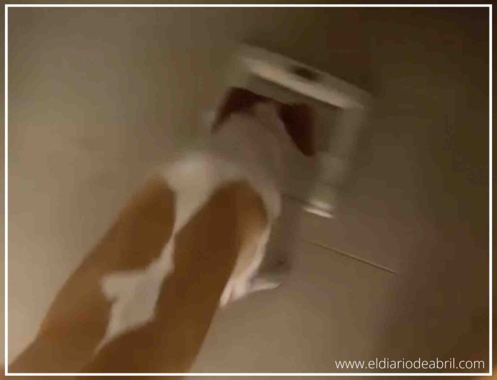 Perro Whippet Abril visto desde arriba comenzando a subirse de forma voluntaria a la báscula