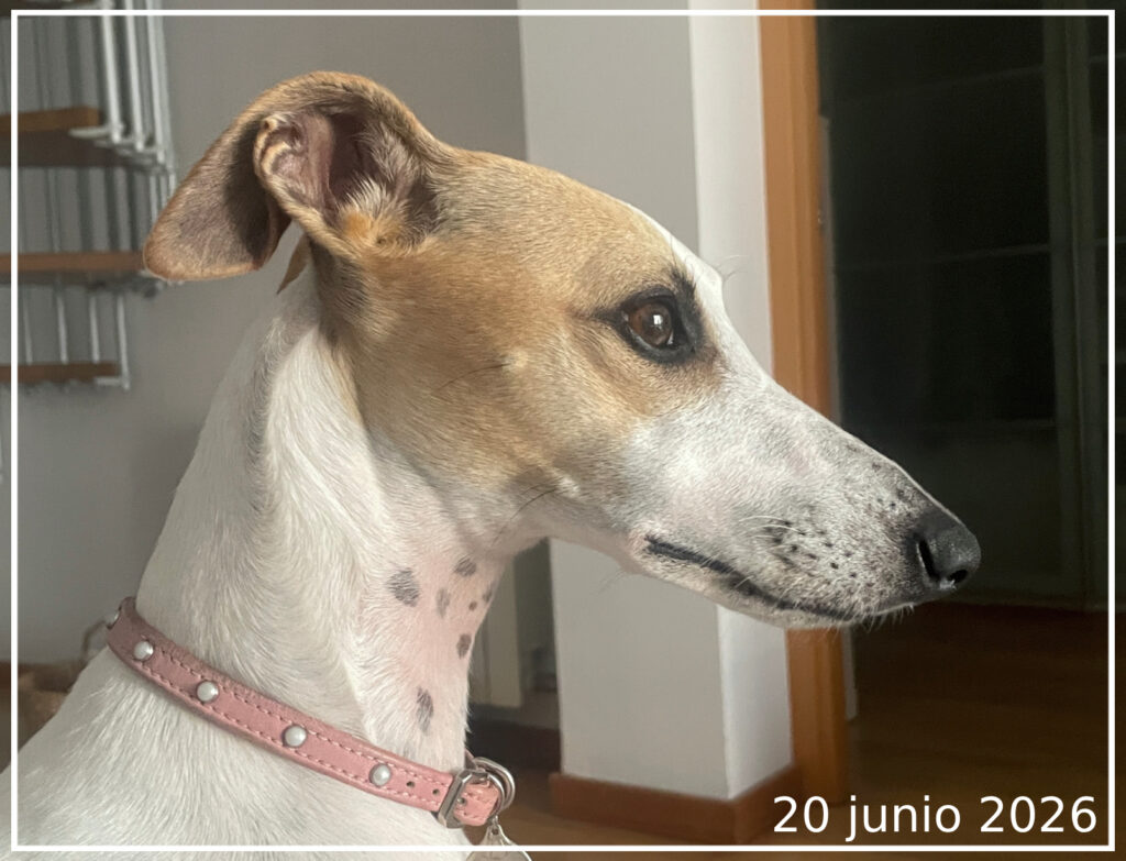 Perfil de una Whippet llamada Abril en junio de 2026