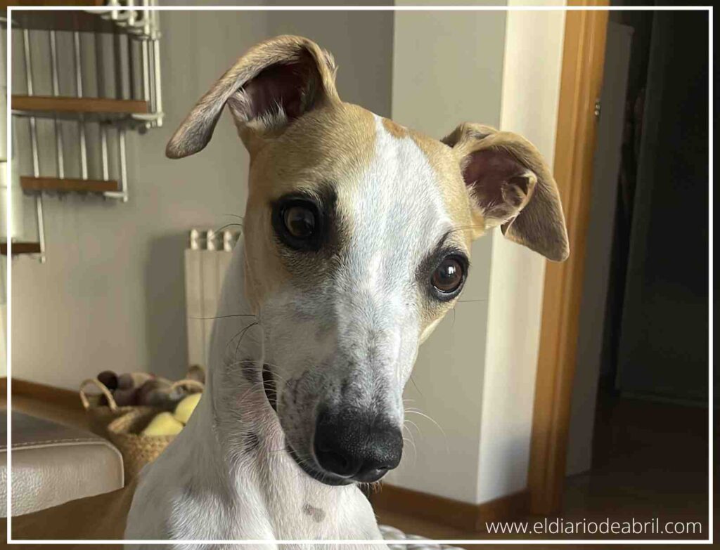 Primer plano de la cara de la Whippet Abril mirando fijamente a la cámara con orejas atentas