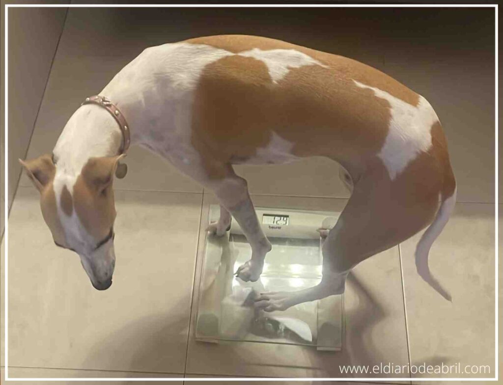 Nuestra perra Whippet Abril completamente quieta encima de la báscula en el suelo de casa