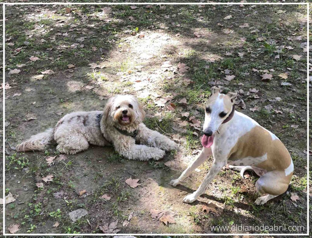 Un momento de descanso: Bali, el perro esponjoso, y Abril, la Whippet blanca y marrón, están tumbados juntos en el suelo cubierto de hojas secas del campo. Ambos perros miran a la cámara en una postura relajada y tranquila tras un rato de juego.