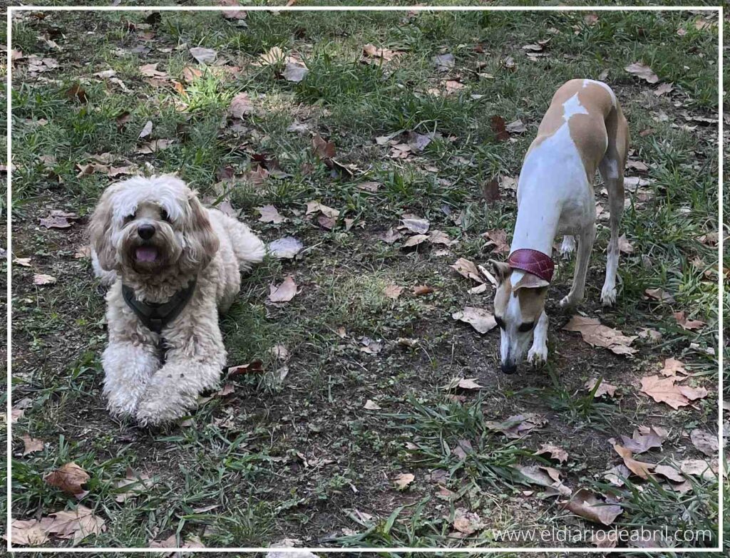 Bali, el perro Cockapoo, y Abril, la Whippet, interactúan en un sendero de tierra en el campo. Bali camina hacia la izquierda mientras Abril, a la derecha, olfatea el suelo. La imagen captura un momento de exploración y sociabilización canina en la naturaleza.