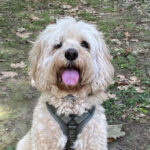 Fotografía panorámica horizontal de Bali, el perro Cockapoo blanco y esponjoso, sentado y sonriendo a la cámara en un camino de tierra y hojas en un campo soleado. Esta imagen sirve como cabecera o banner para la entrada del blog de El Diario de Abril.