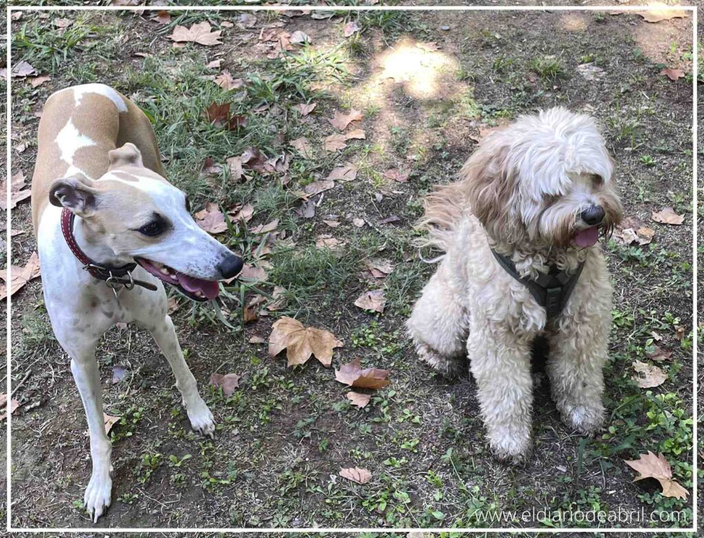 Abril, la perra Whippet de color blanco y marrón con un collar rojo, de pie a la izquierda, y Bali, el perro Cockapoo blanco sentado a la derecha, posan juntos en un entorno natural arbolado. Ambos perros miran a la cámara en una pose amistosa en el bosque.