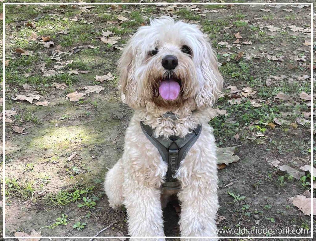 Un plano medio y centrado de Bali, un perro mestizo de caniche o Cockapoo de color crema, sentado en un bosque o parque natural. Lleva un arnés oscuro y tiene la boca abierta en una expresión feliz y jadeante, mirando directamente al objetivo. El suelo está cubierto de hojas secas y tierra, con árboles al fondo.