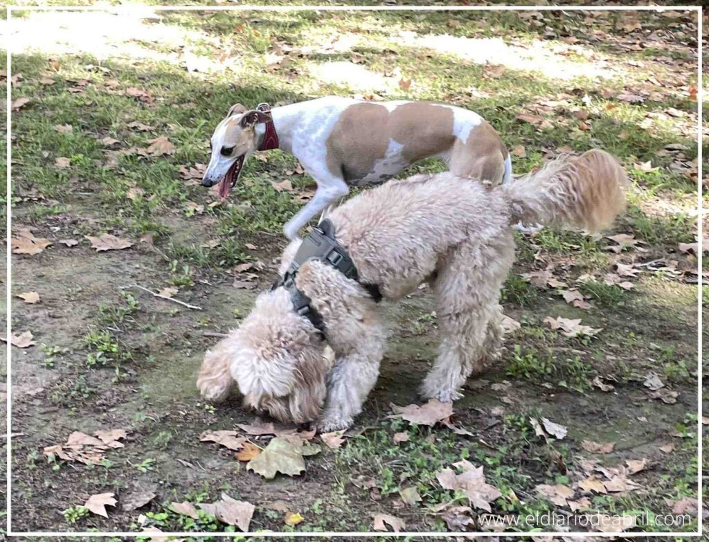 Bali, el perro Cockapoo, y Abril, la Whippet, aparecen en un área soleada del bosque. Bali está a la derecha, olfateando el suelo, mientras Abril se ve al fondo a la izquierda. La fotografía destaca la exploración instintiva de los perros en un entorno natural.