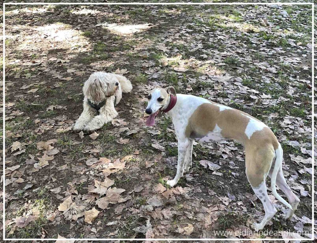 La Whippet Abril está de pie a la derecha, mirando atentamente hacia Bali, el perro Bali, que está sentado a la izquierda en una zona de tierra batida. Parece el momento previo al juego, con Abril mostrando curiosidad hacia su nuevo amigo en el parque.