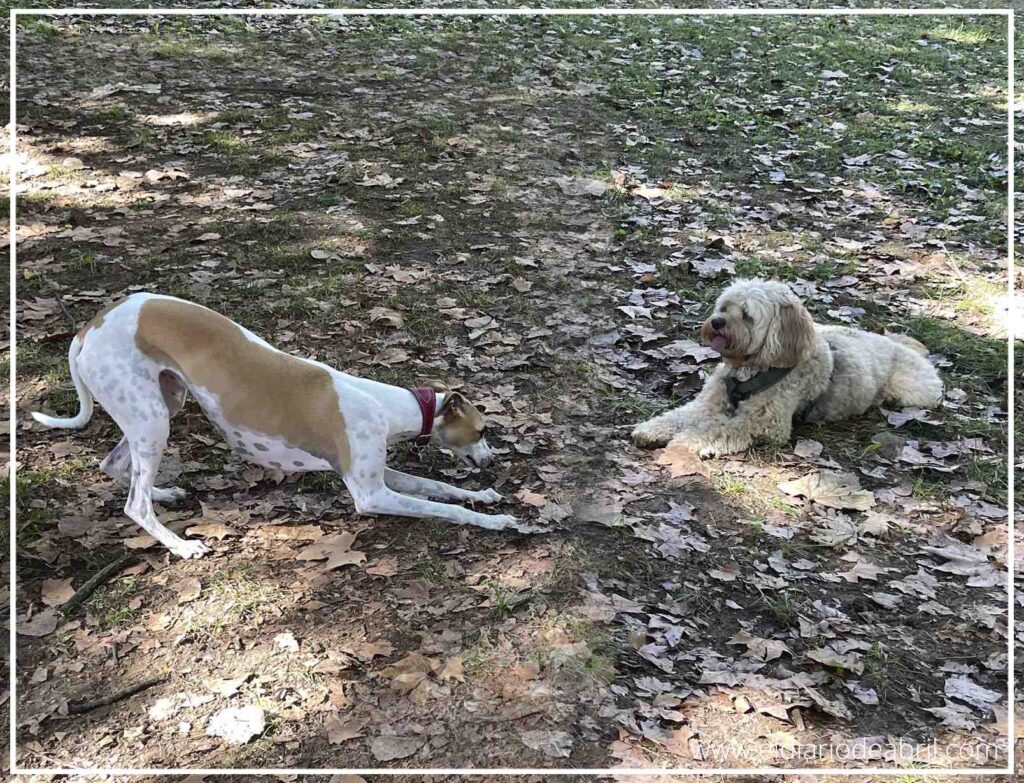 Una toma de acción y juego: Abril, la perra Whippet, realiza una reverencia de juego (play bow), estirando sus patas delanteras en el suelo frente a Bali, el perro Cockapoo, que está sentado observándola. La escena muestra una interacción amistosa e inicio del juego en el bosque.